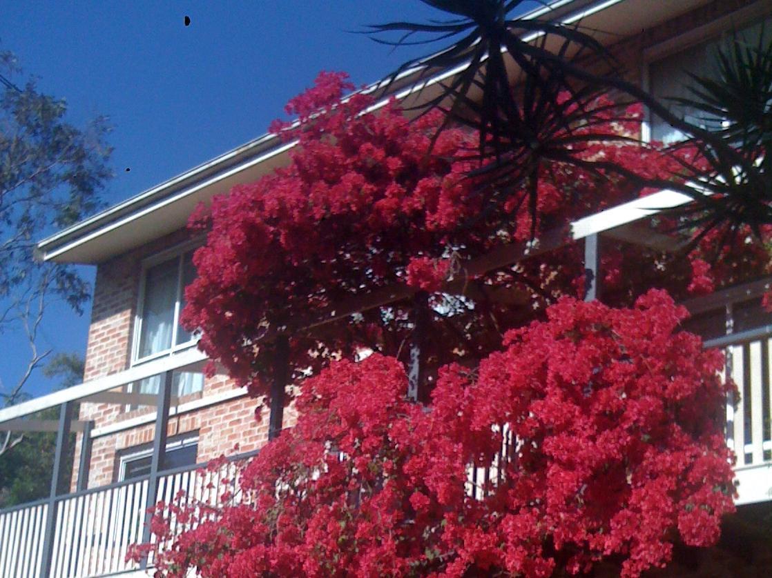 Linley House Bed & Breakfast Sydney Exterior foto